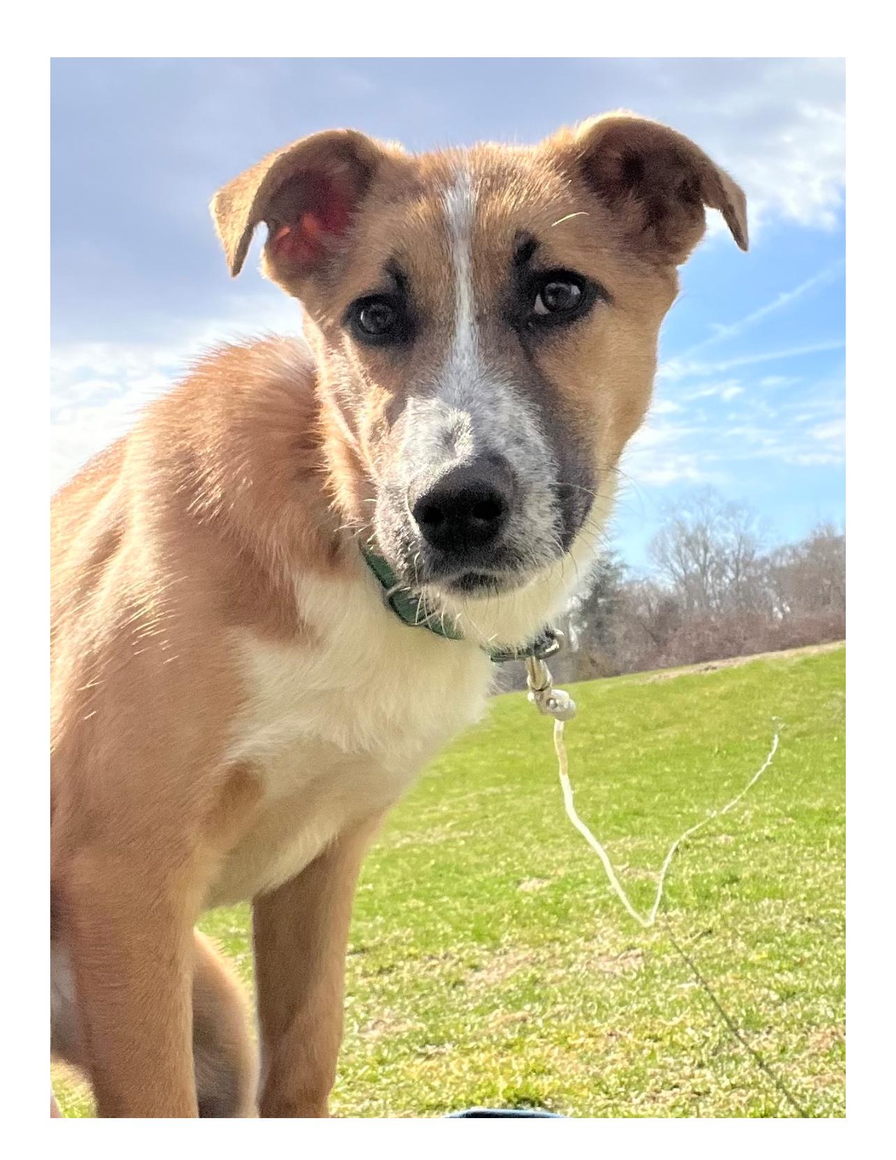 Kalahari, Baby Female Australian Cattle Dog / Blue Heeler