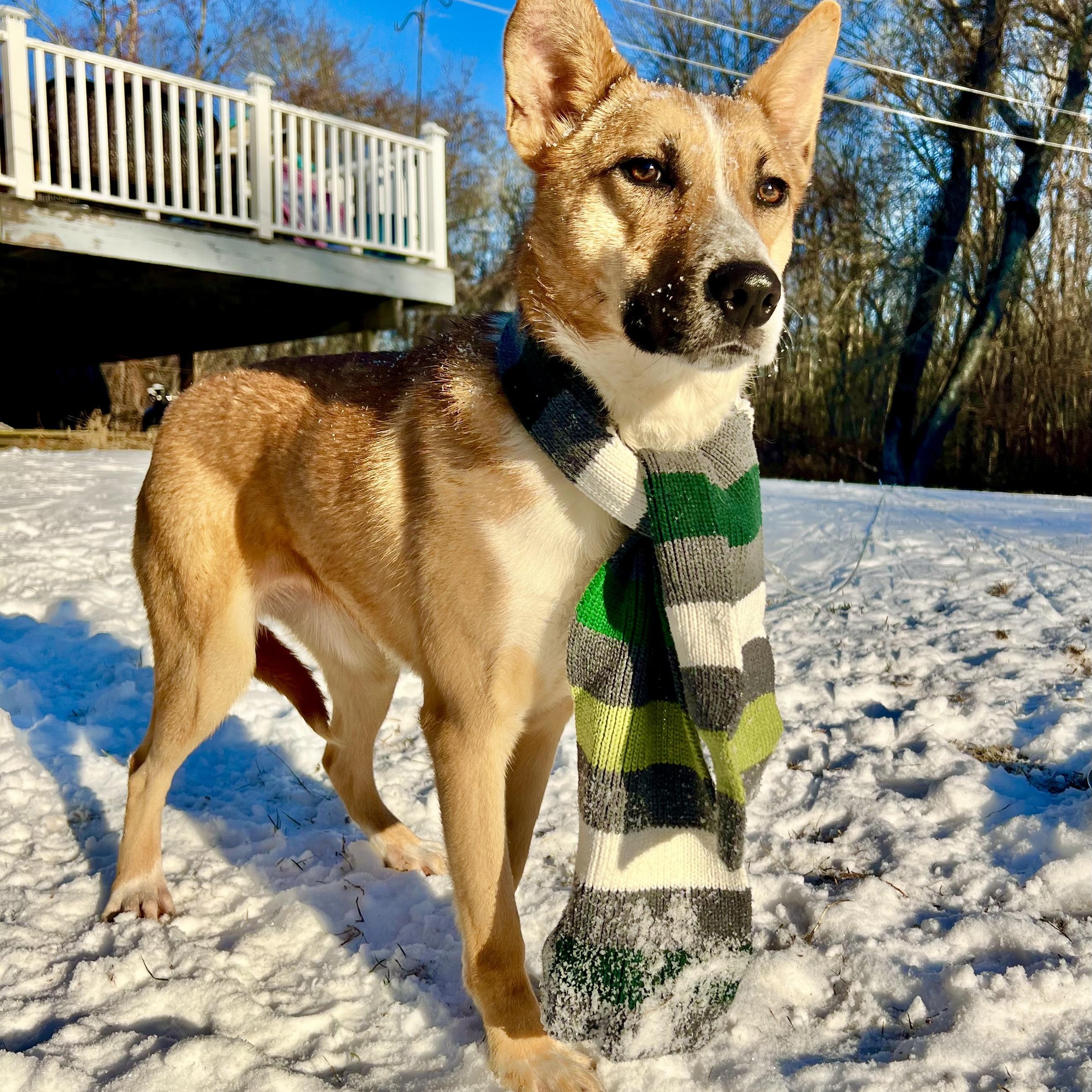 Enlarge Kalahari, a Adoptable mixed breed in Griswold, CT image 1/5