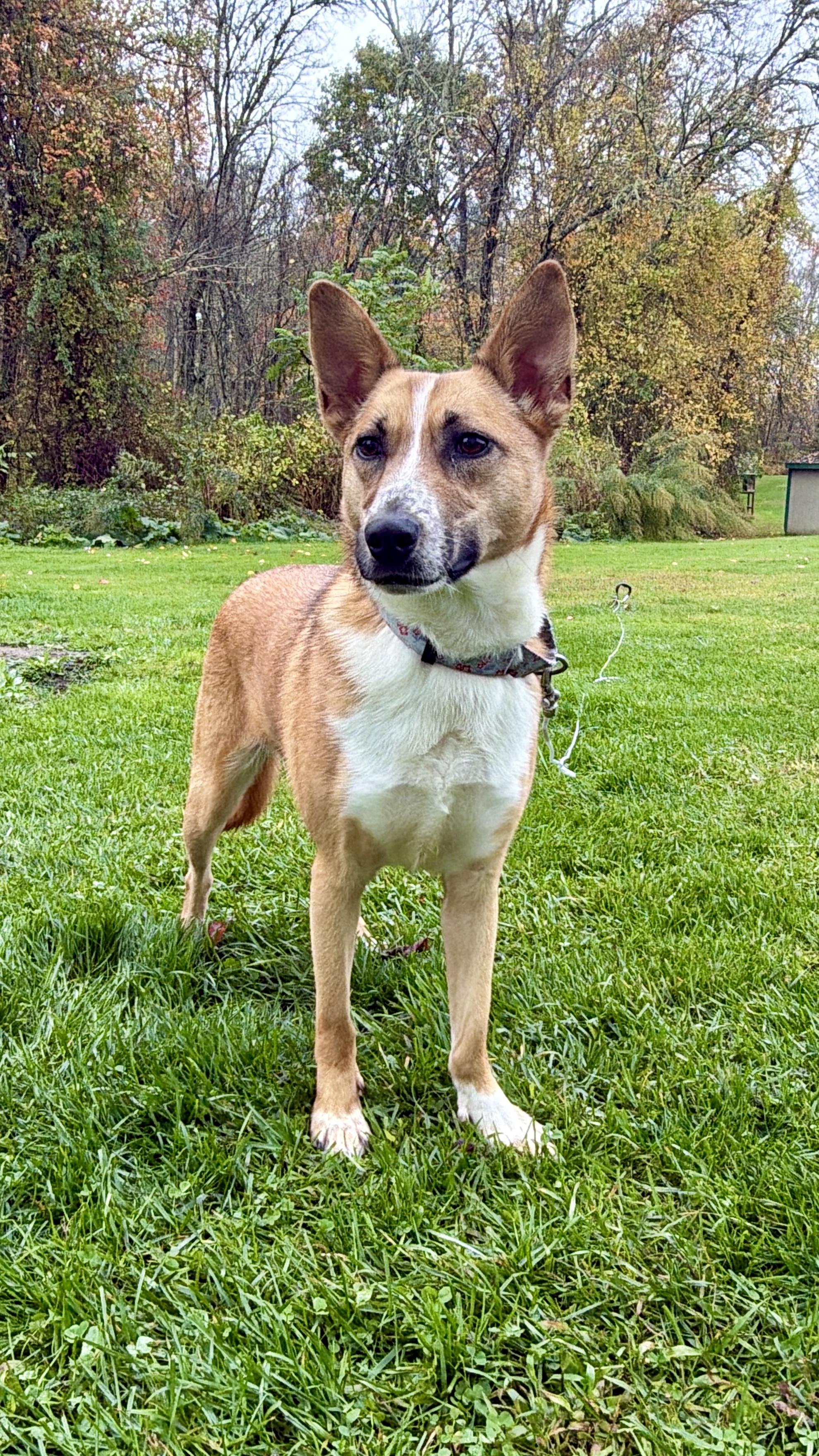 Kalahari, Adoptable, Adult Female Australian Cattle Dog / Blue Heeler.