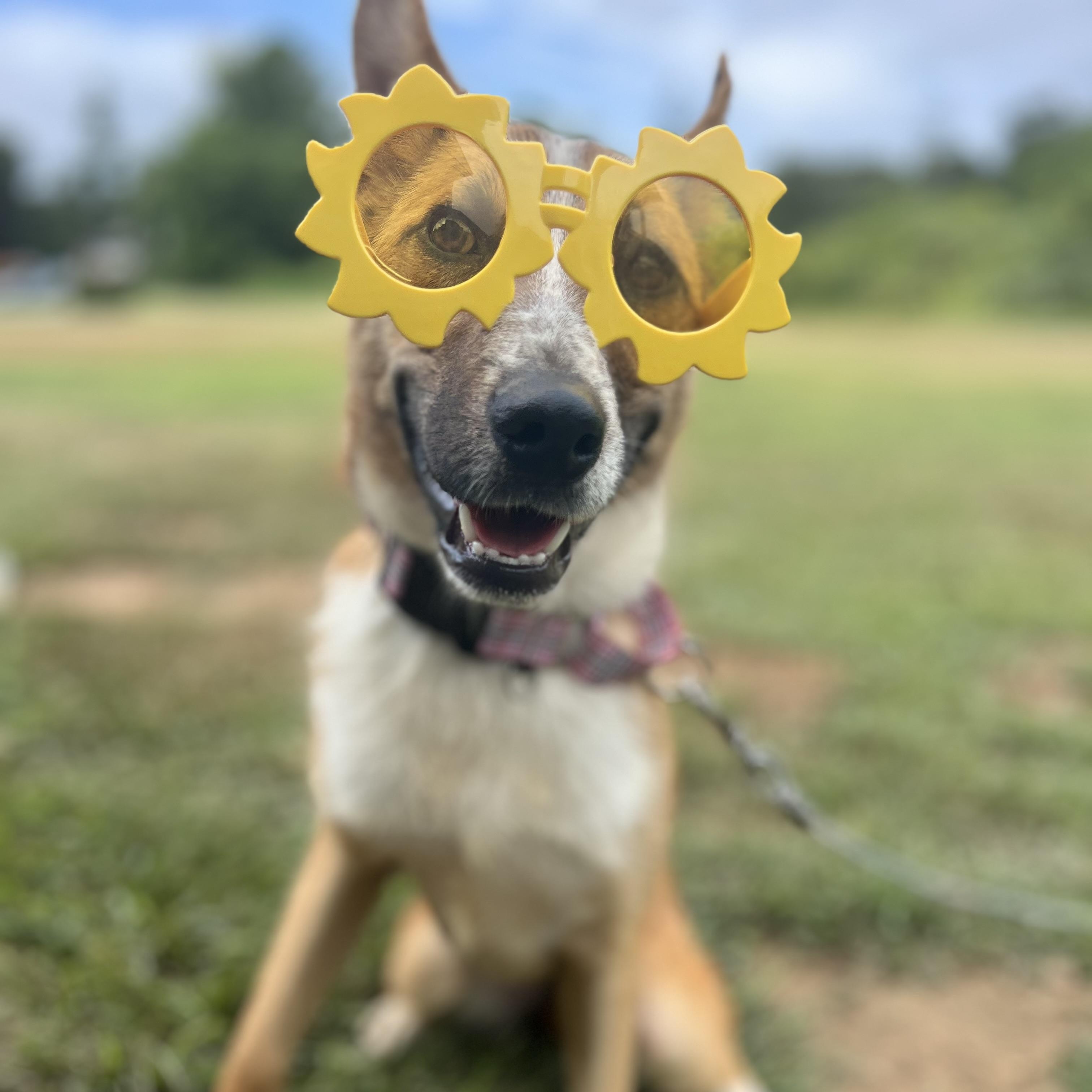 Kalahari, Adoptable, Puppy Female Australian Cattle Dog / Blue Heeler.