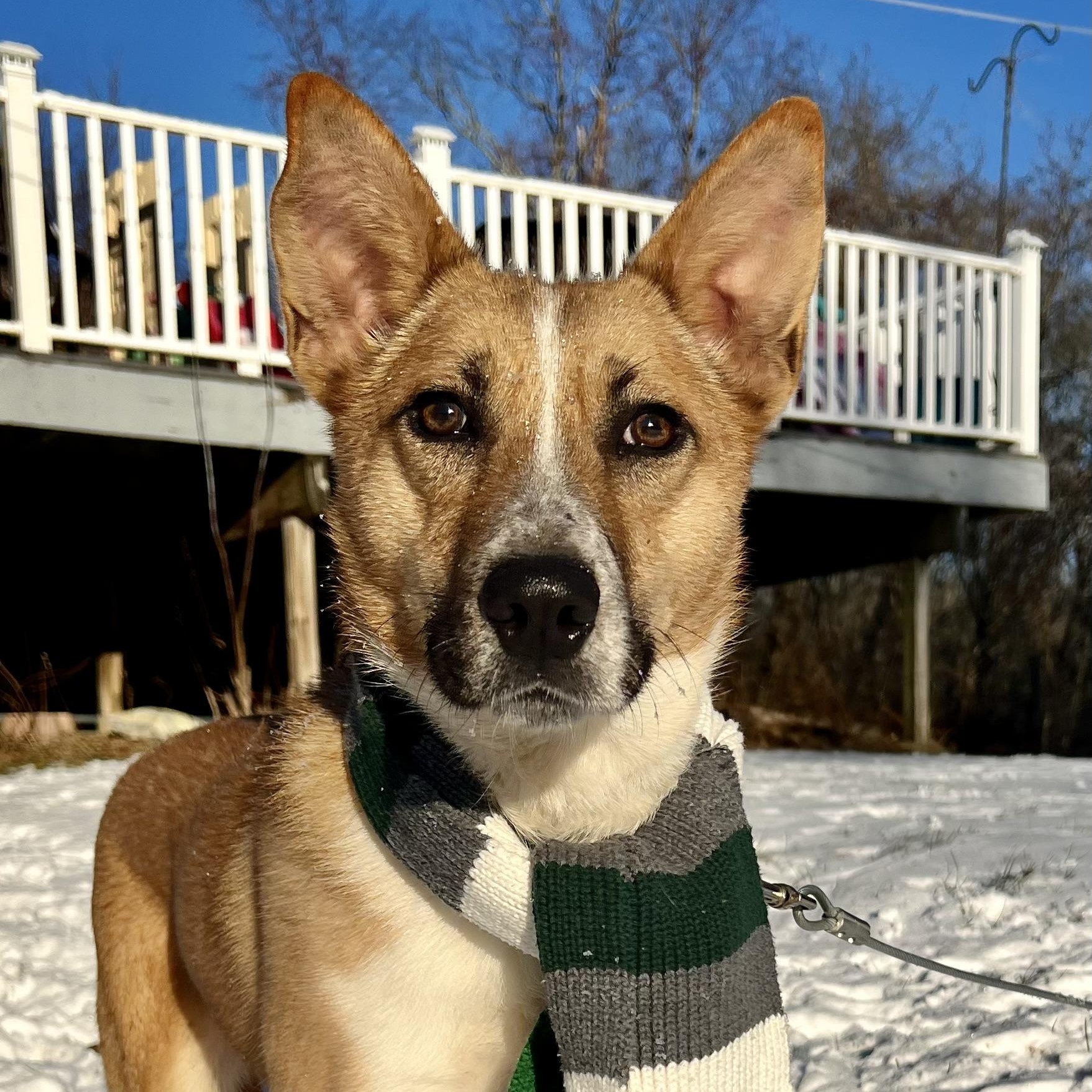 Enlarge Kalahari, a Adoptable mixed breed in Griswold, CT image 5/5