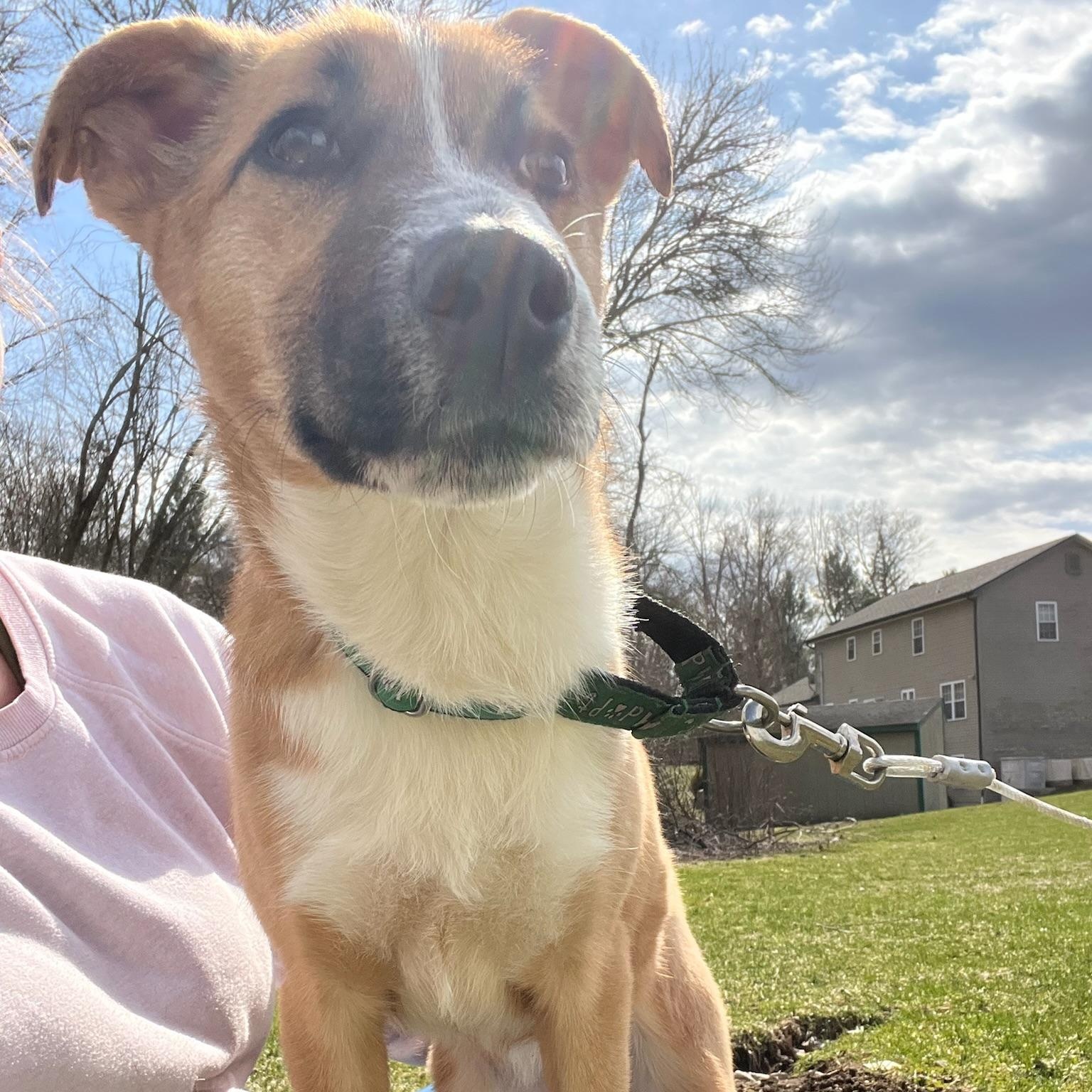 Kalahari, a Adoptable mixed breed in Griswold, CT image 5/6