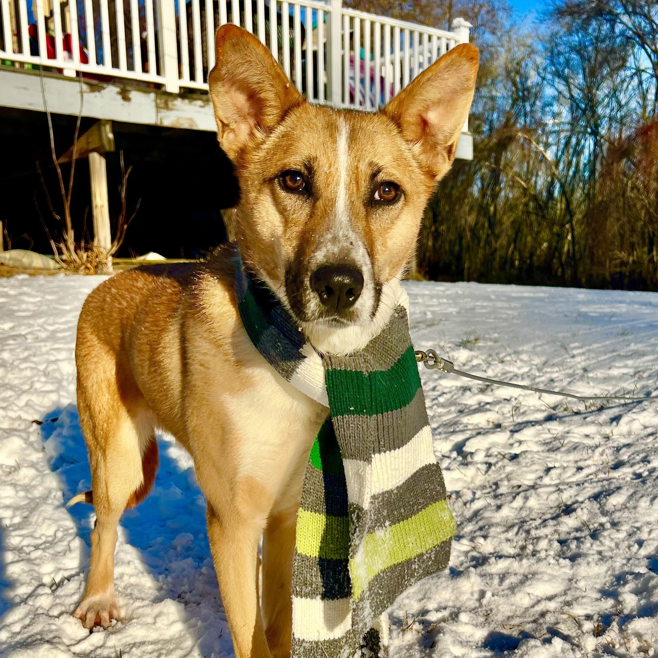 Enlarge Kalahari, a Adoptable mixed breed in Griswold, CT image 4/5