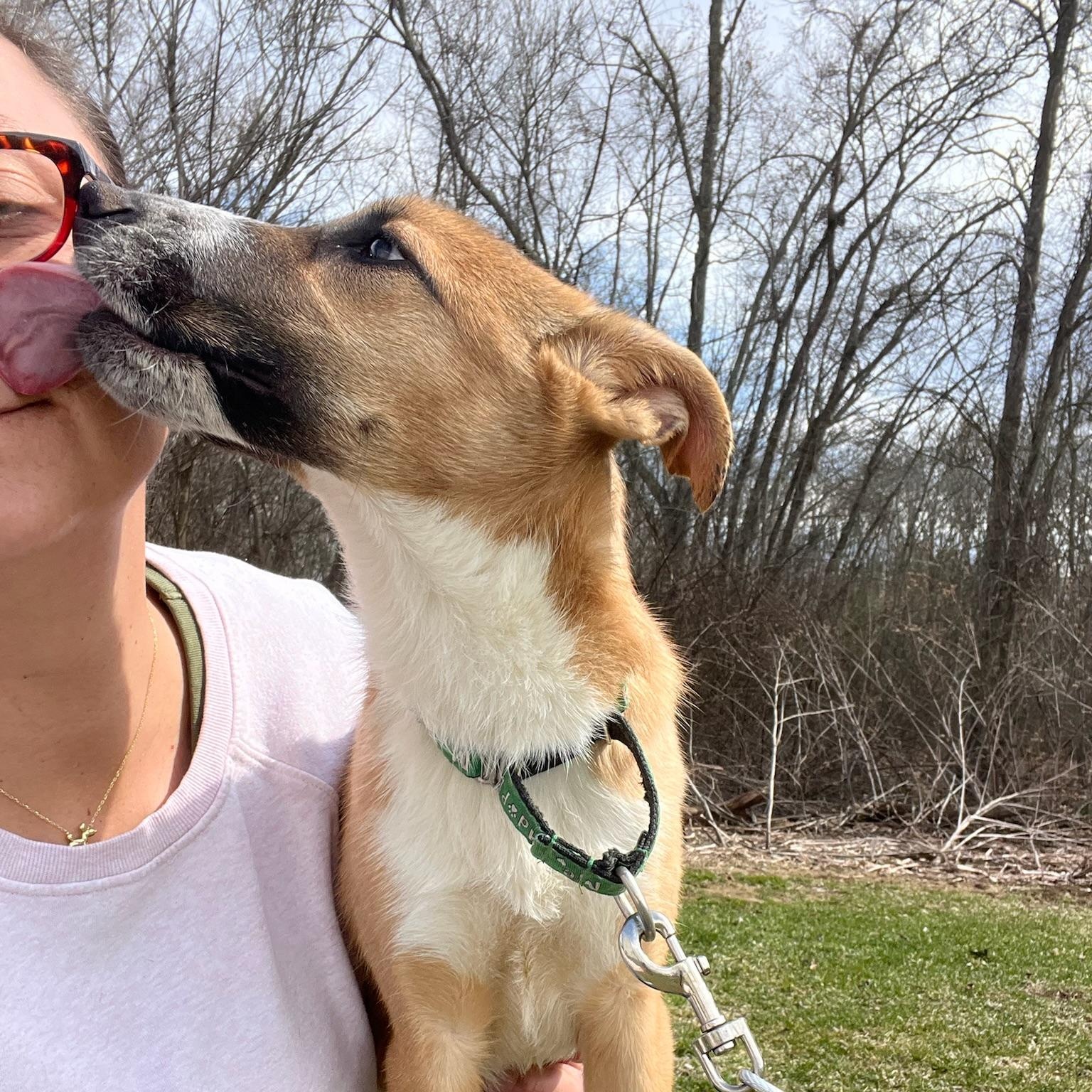 Kalahari, a Adoptable mixed breed in Griswold, CT image 6/6