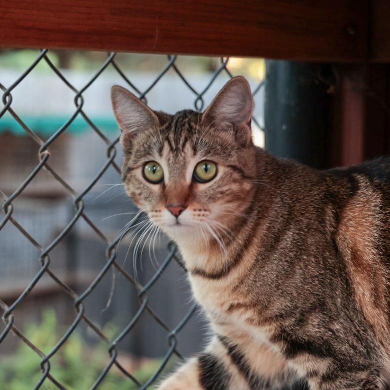 Vickie, Adoptable, Young Female Domestic Short Hair.