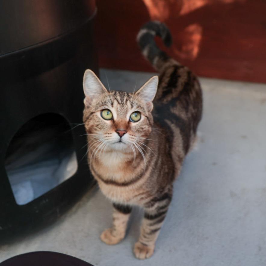 Enlarge Vickie, a Adoptable Domestic Short Hair in Santa Barbara, CA image 2/6