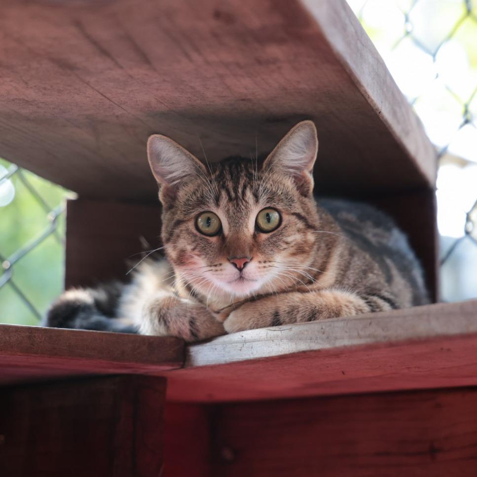 Enlarge Vickie, a Adoptable Domestic Short Hair in Santa Barbara, CA image 4/6