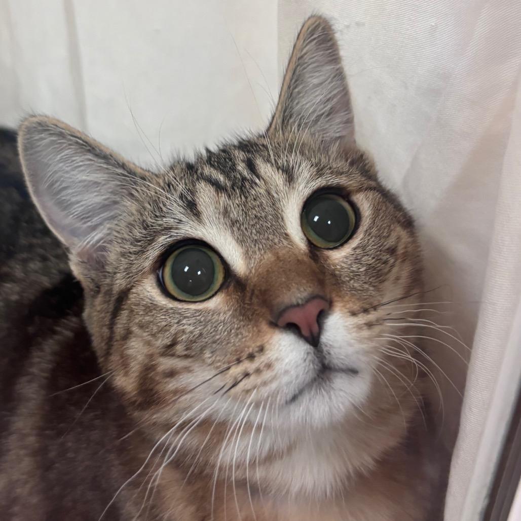 Enlarge Vickie, a Adoptable Domestic Short Hair in Santa Barbara, CA image 5/6