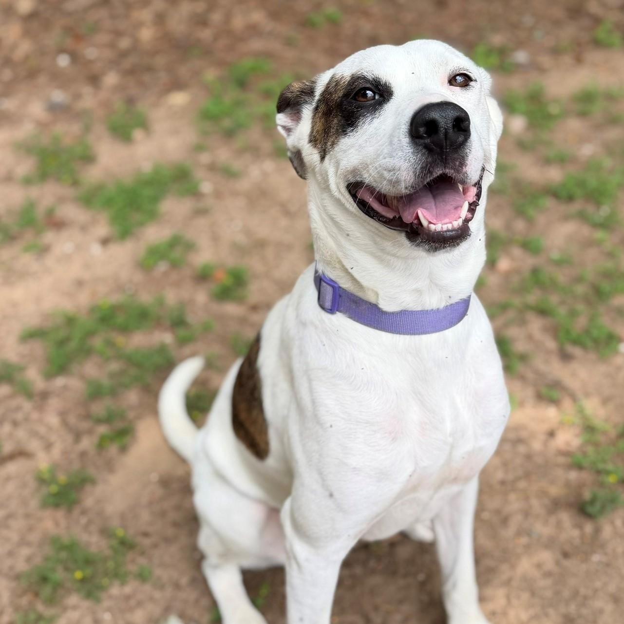 Harper, ADOPTABLE, Adult Female Hound.
