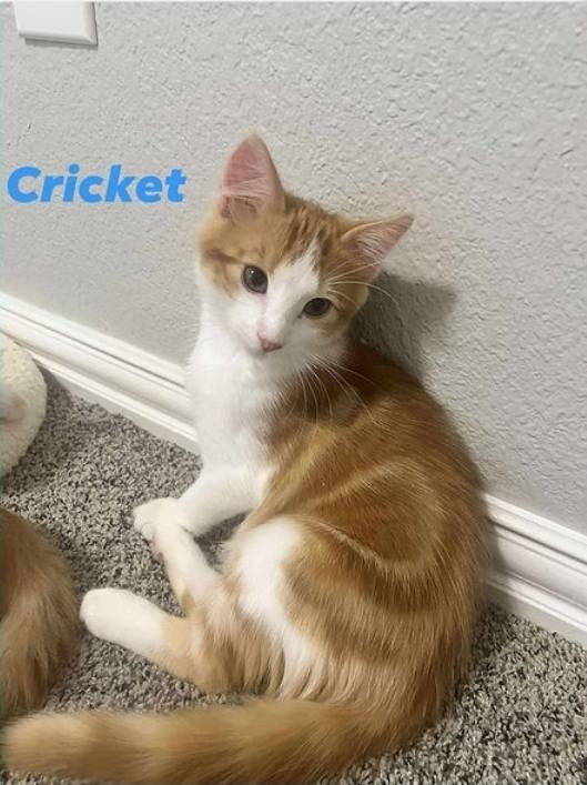 Cricket, Adopted, Young Male Domestic Short Hair.