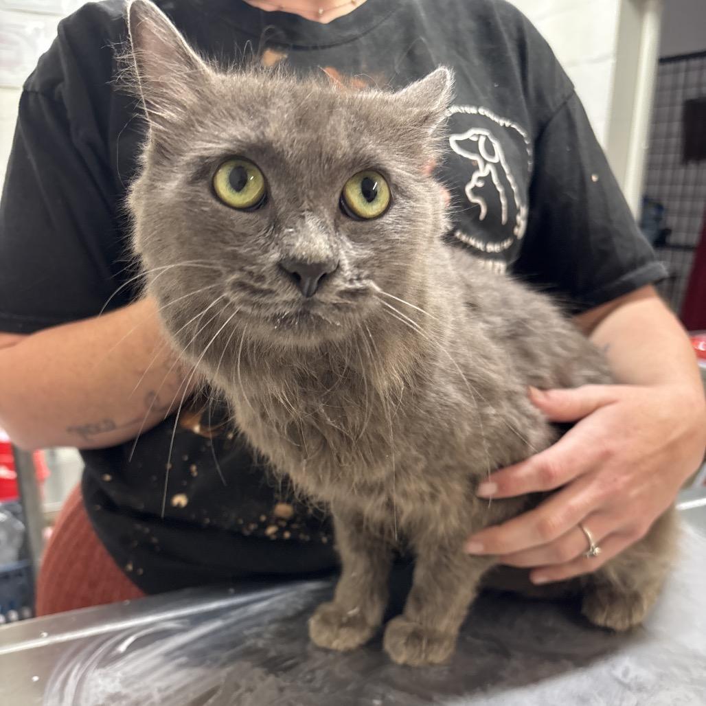 Enlarge Green, a Adoptable Domestic Long Hair in Clanton, AL image 1/1