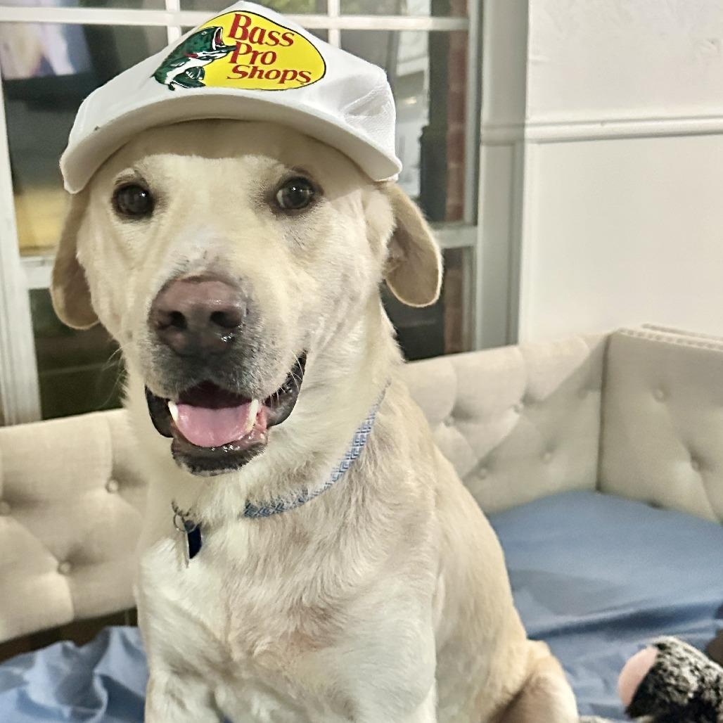 Enlarge Jack3, a Adoptable Labrador Retriever in Dallas, TX image 1/4
