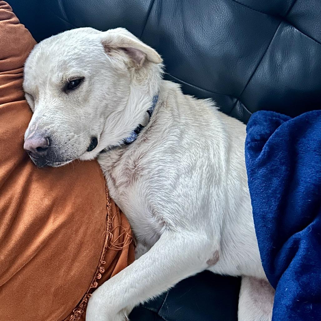 Enlarge Jack3, a Adoptable Labrador Retriever in Dallas, TX image 2/4