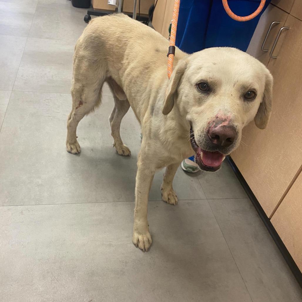 Enlarge Jack3, a Adoptable Labrador Retriever in Dallas, TX image 4/4