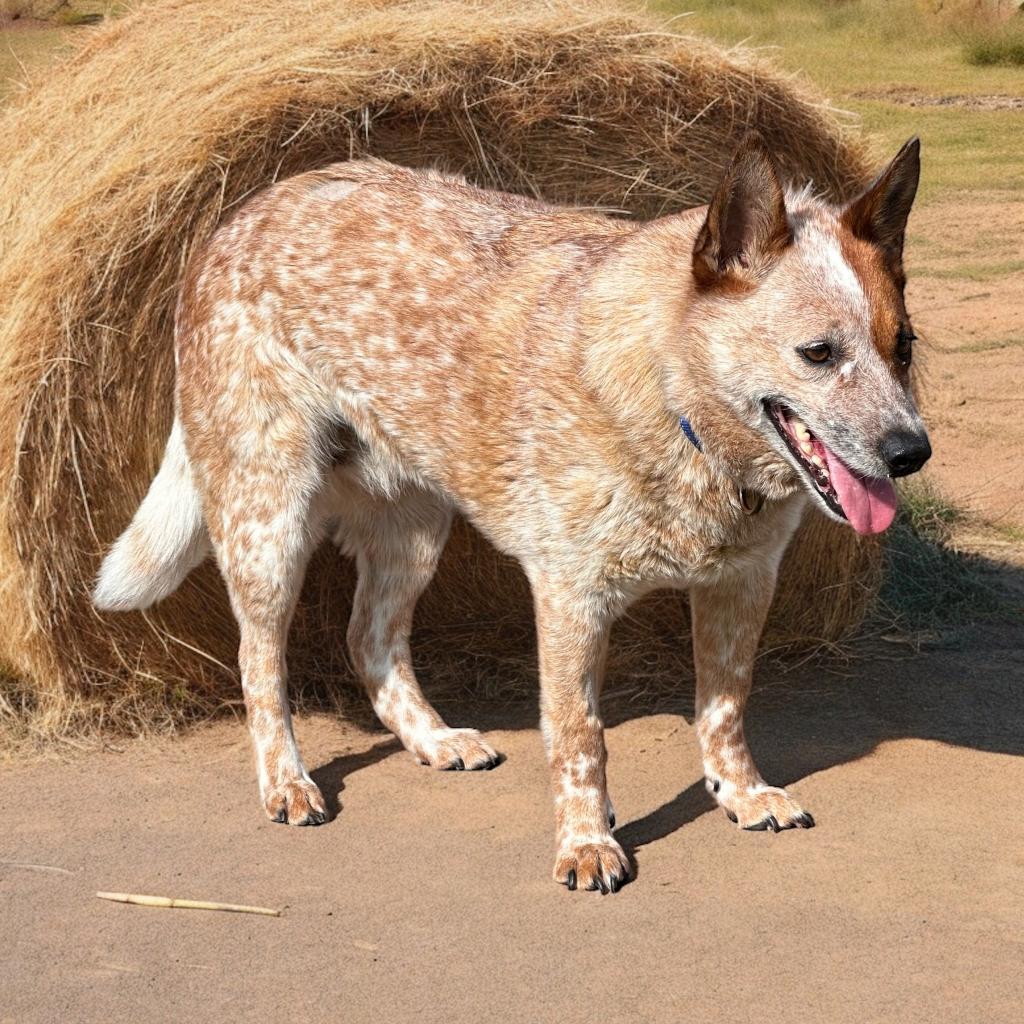 Jellyfish, Adoptable, Senior Female Australian Cattle Dog / Blue Heeler.