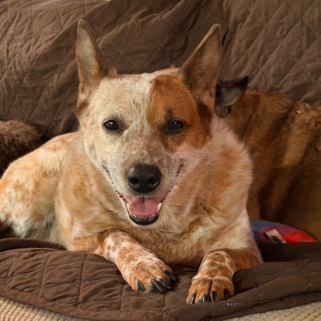 Enlarge Jellyfish, a Adoptable Australian Cattle Dog / Blue Heeler in Lee's Summit, MO image 2/4