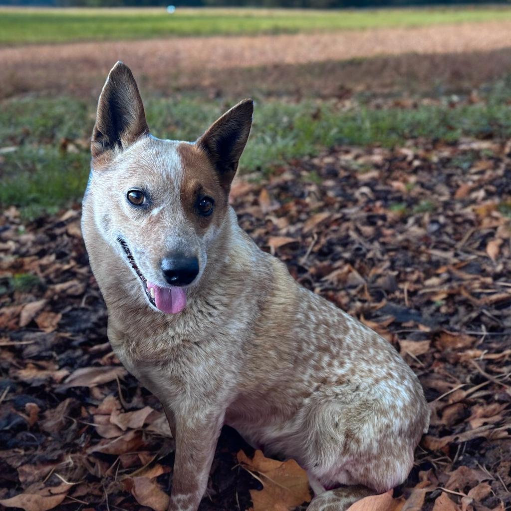 Enlarge Jellyfish, a Adoptable Australian Cattle Dog / Blue Heeler in Lee's Summit, MO image 3/4