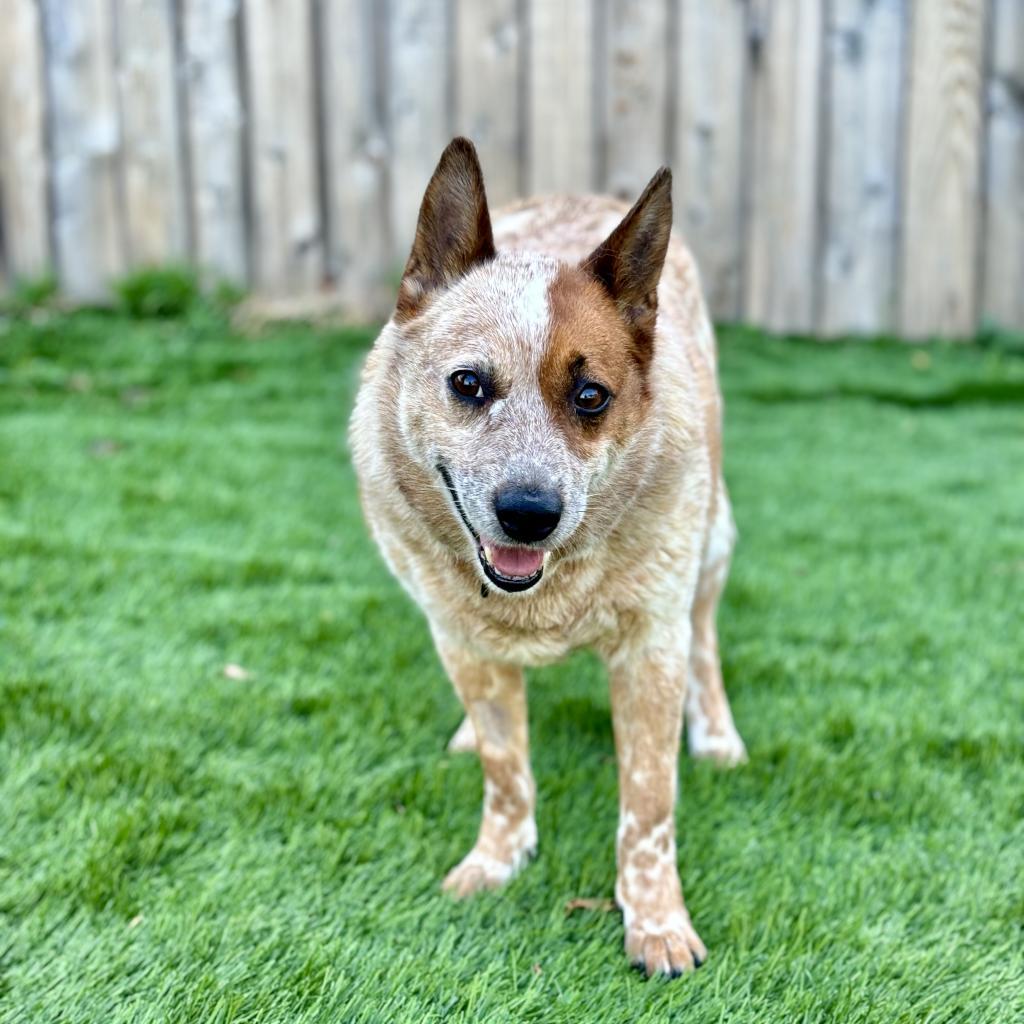 Enlarge Jellyfish, a Adoptable Australian Cattle Dog / Blue Heeler in Lee's Summit, MO image 4/4