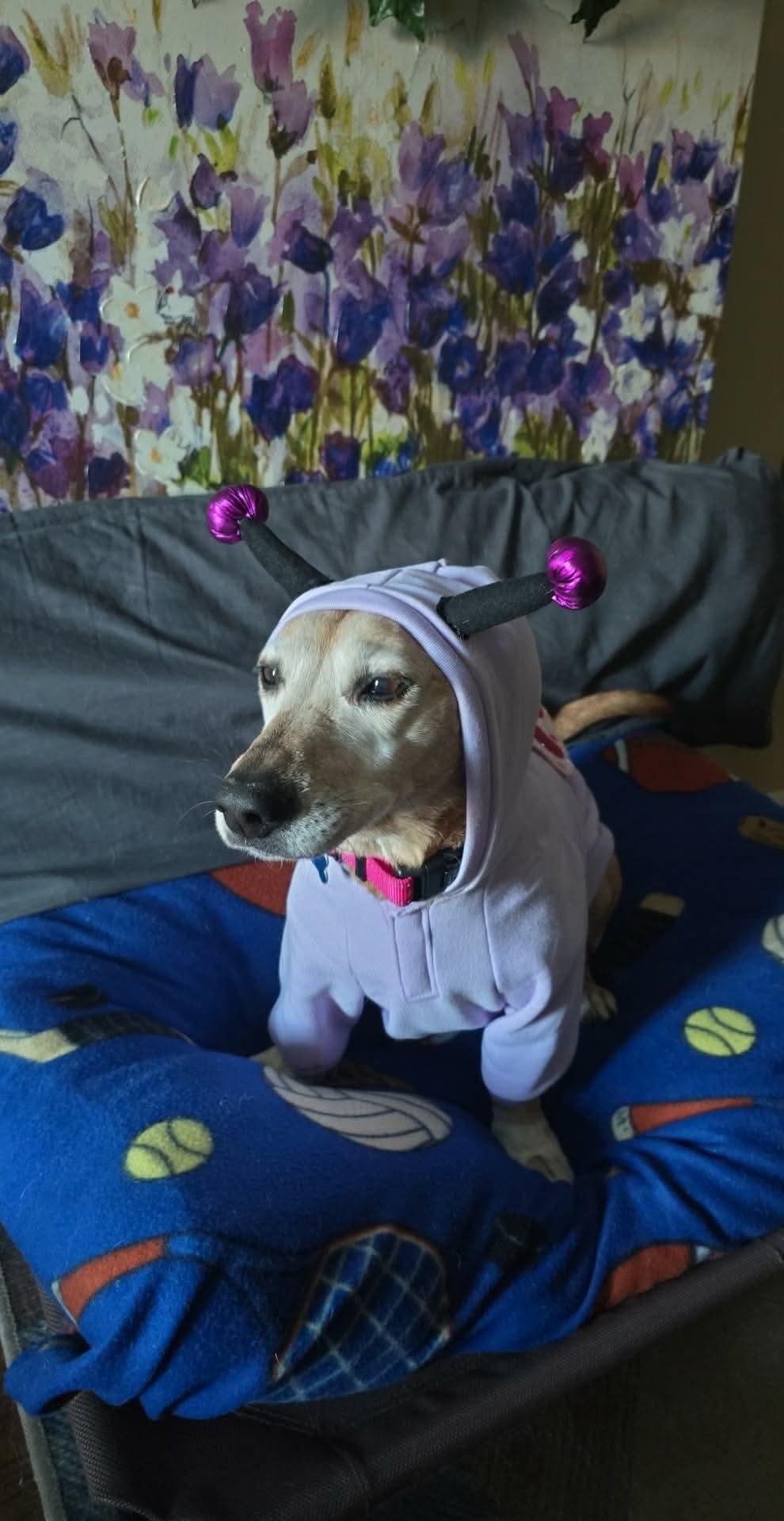 Honey Bun, Adoptable, Senior Female Basset Hound & Dachshund.