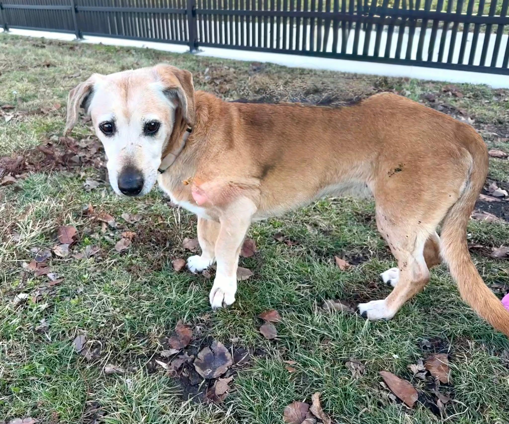 Enlarge Honey Bun, a Adoptable mixed breed in Lockport, IL image 2/3