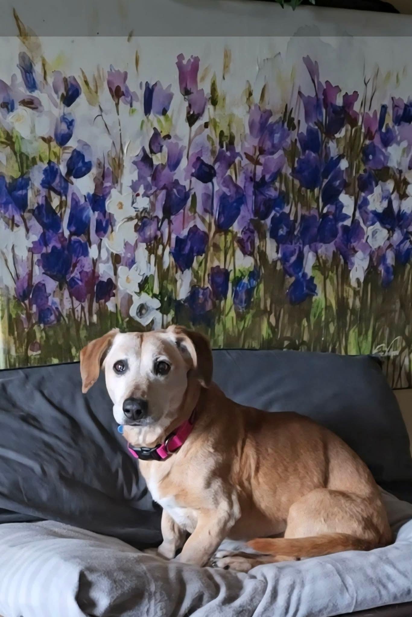 Enlarge Honey Bun, a Adoptable mixed breed in Lockport, IL image 3/3