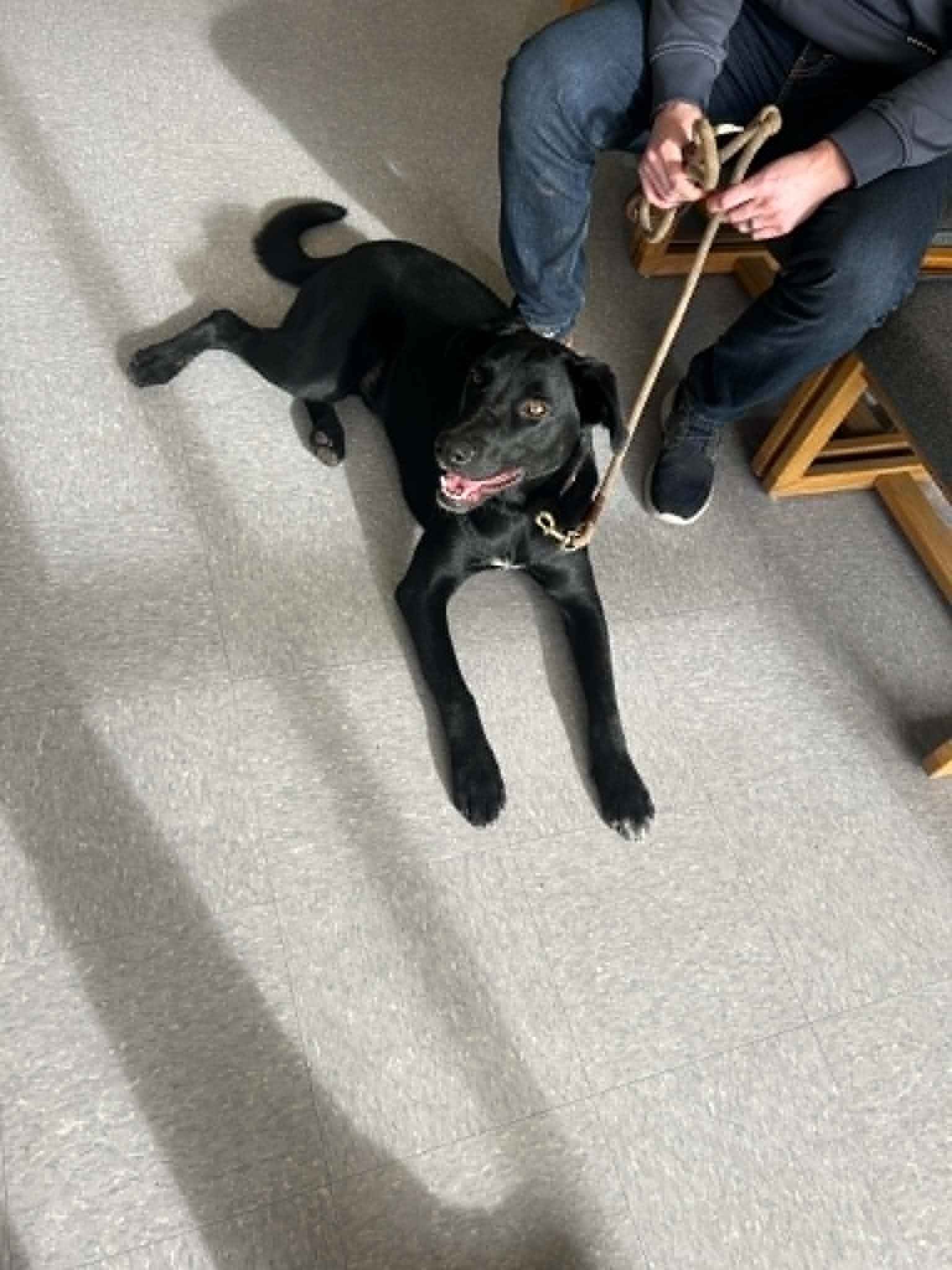 Archie, a ADOPTABLE mixed breed in Lewiston, ID image 2/6