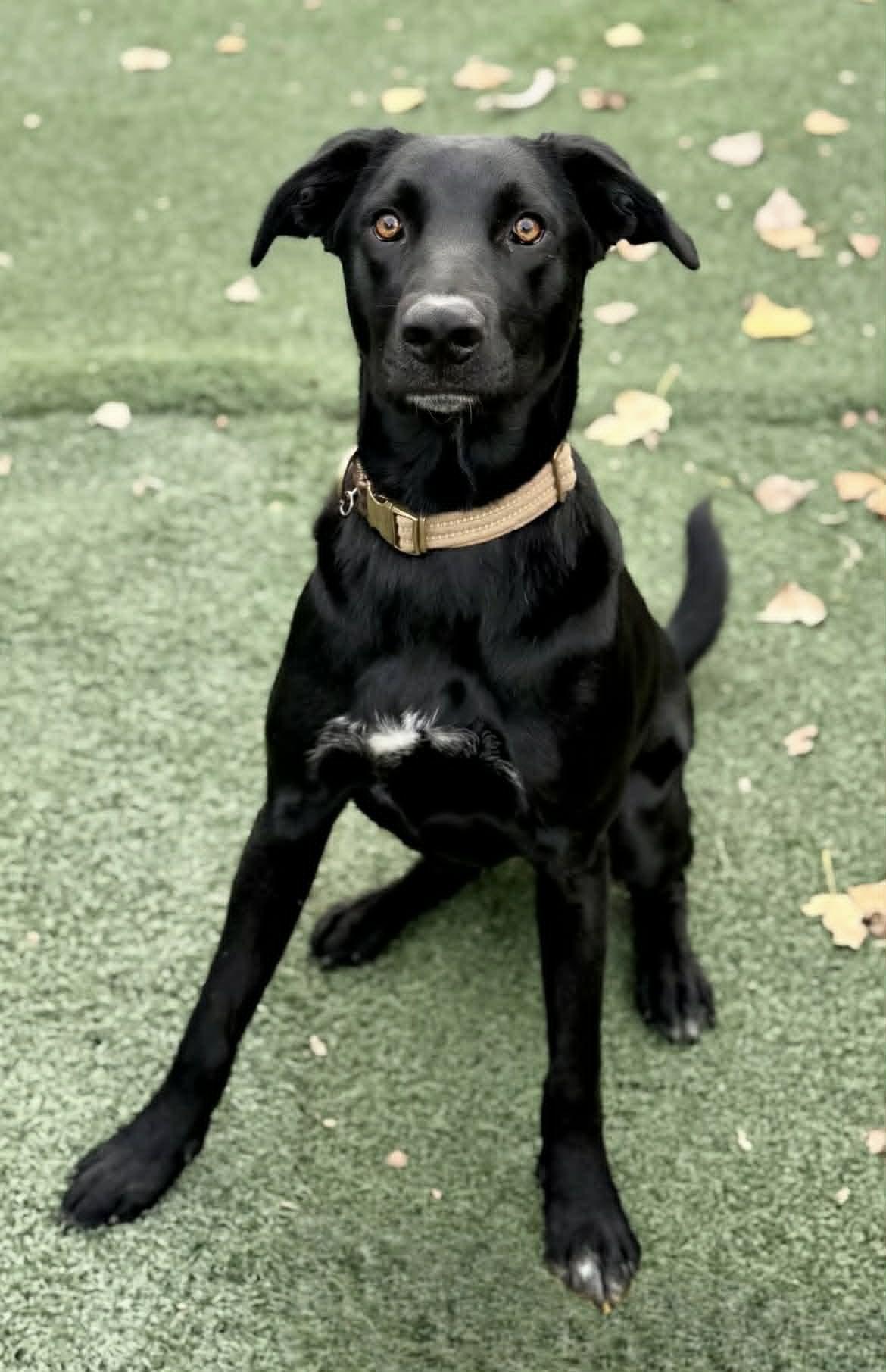 Archie, a ADOPTABLE mixed breed in Lewiston, ID image 5/6