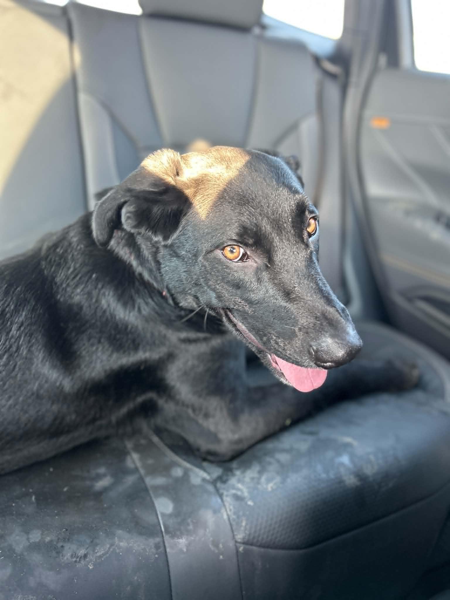 Archie, a ADOPTABLE mixed breed in Lewiston, ID image 3/6
