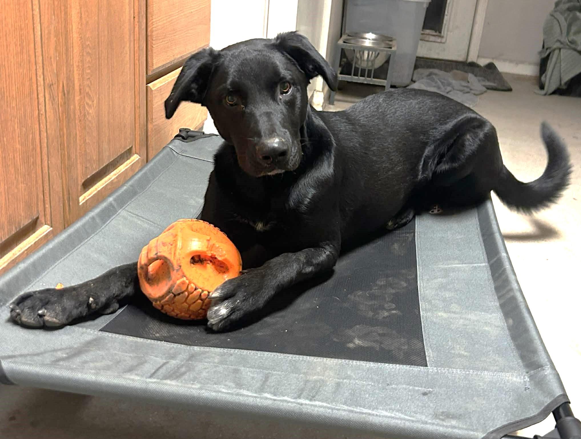 Archie, ADOPTABLE, Adult Male Black Labrador Retriever & German Shepherd Dog.