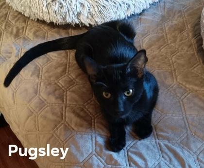 Pugsley Collins, Adoptable, Young Male Domestic Short Hair & Domestic Short Hair.