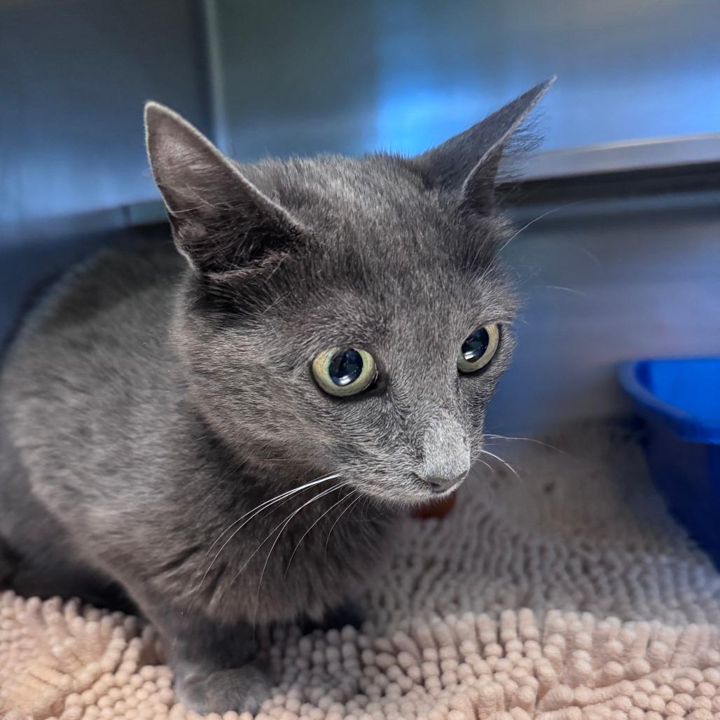 Umbreon, Adoptable, Young Female Domestic Short Hair.