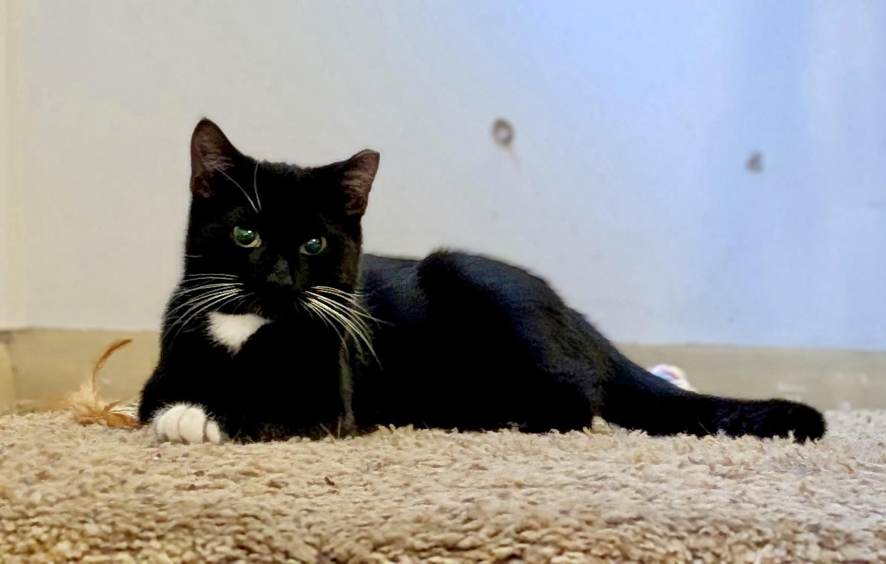 Enlarge Rain Boots, a Adoptable Domestic Short Hair in Pittsburgh, PA image 3/6