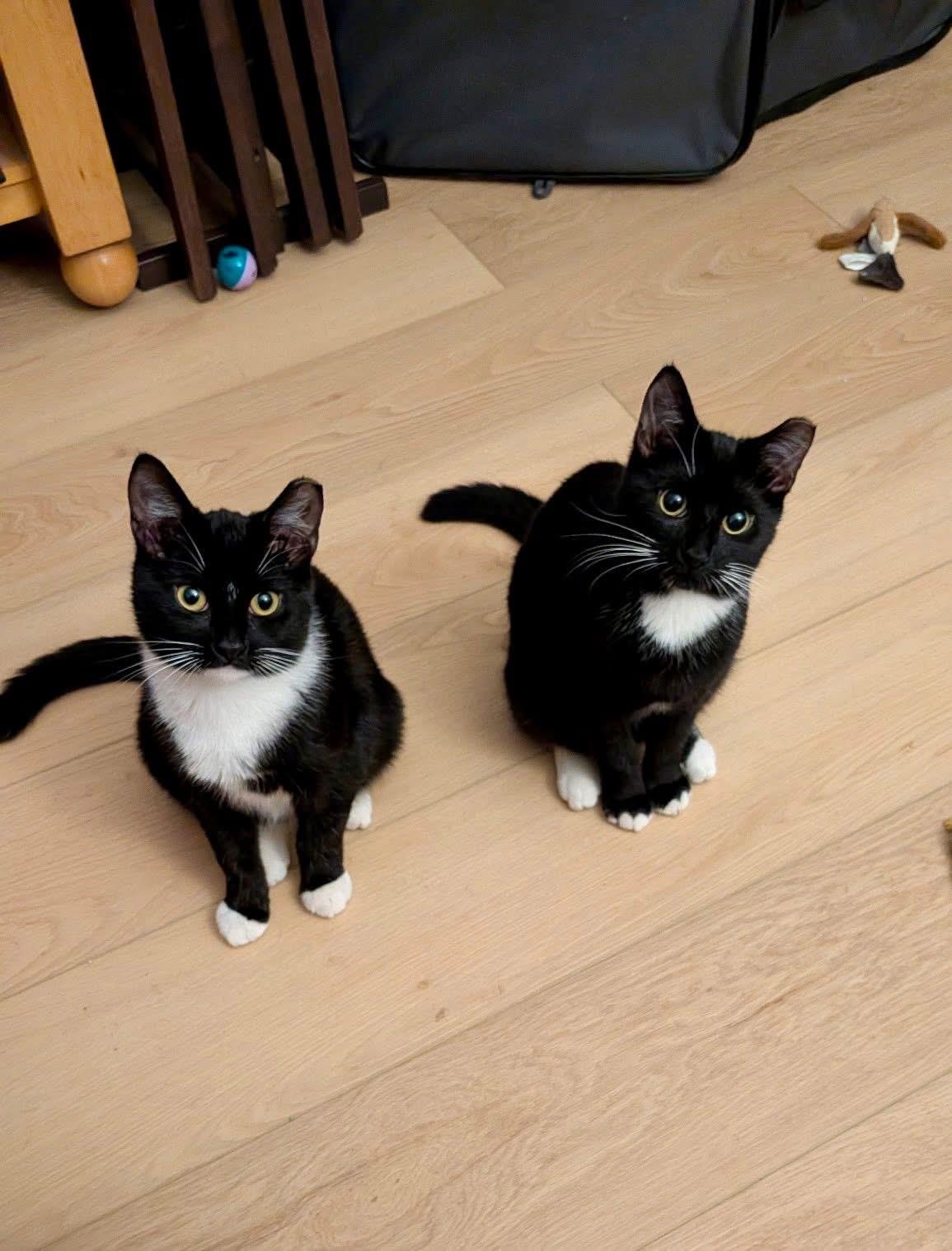 Enlarge Rain Boots, a Adoptable Domestic Short Hair in Pittsburgh, PA image 2/6