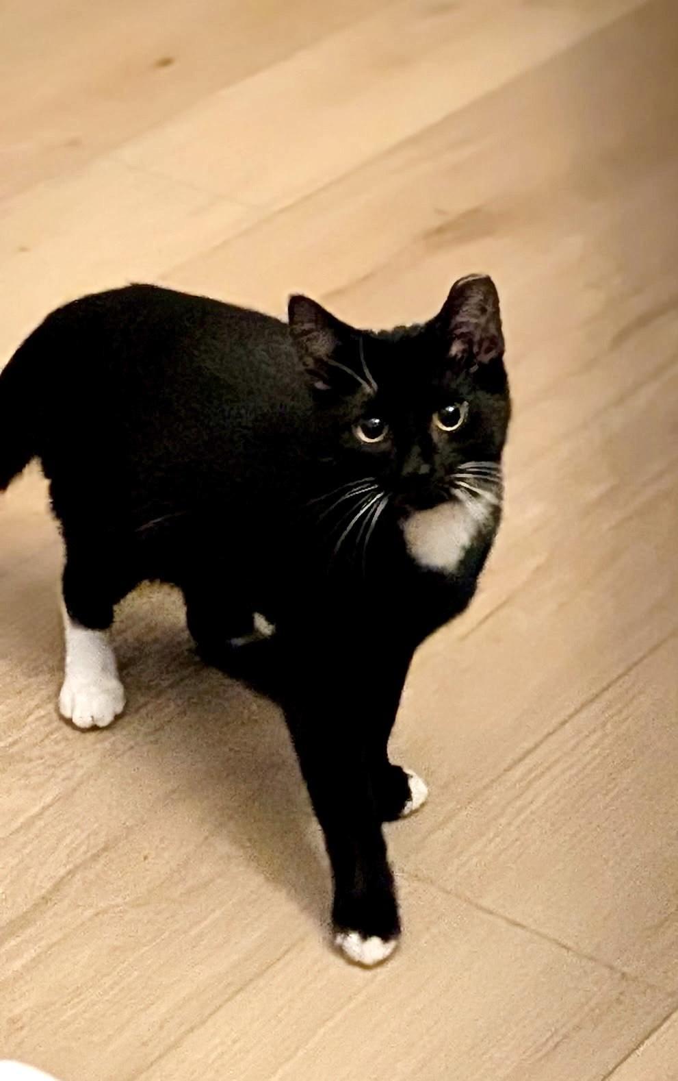 Enlarge Rain Boots, a Adoptable Domestic Short Hair in Pittsburgh, PA image 6/6