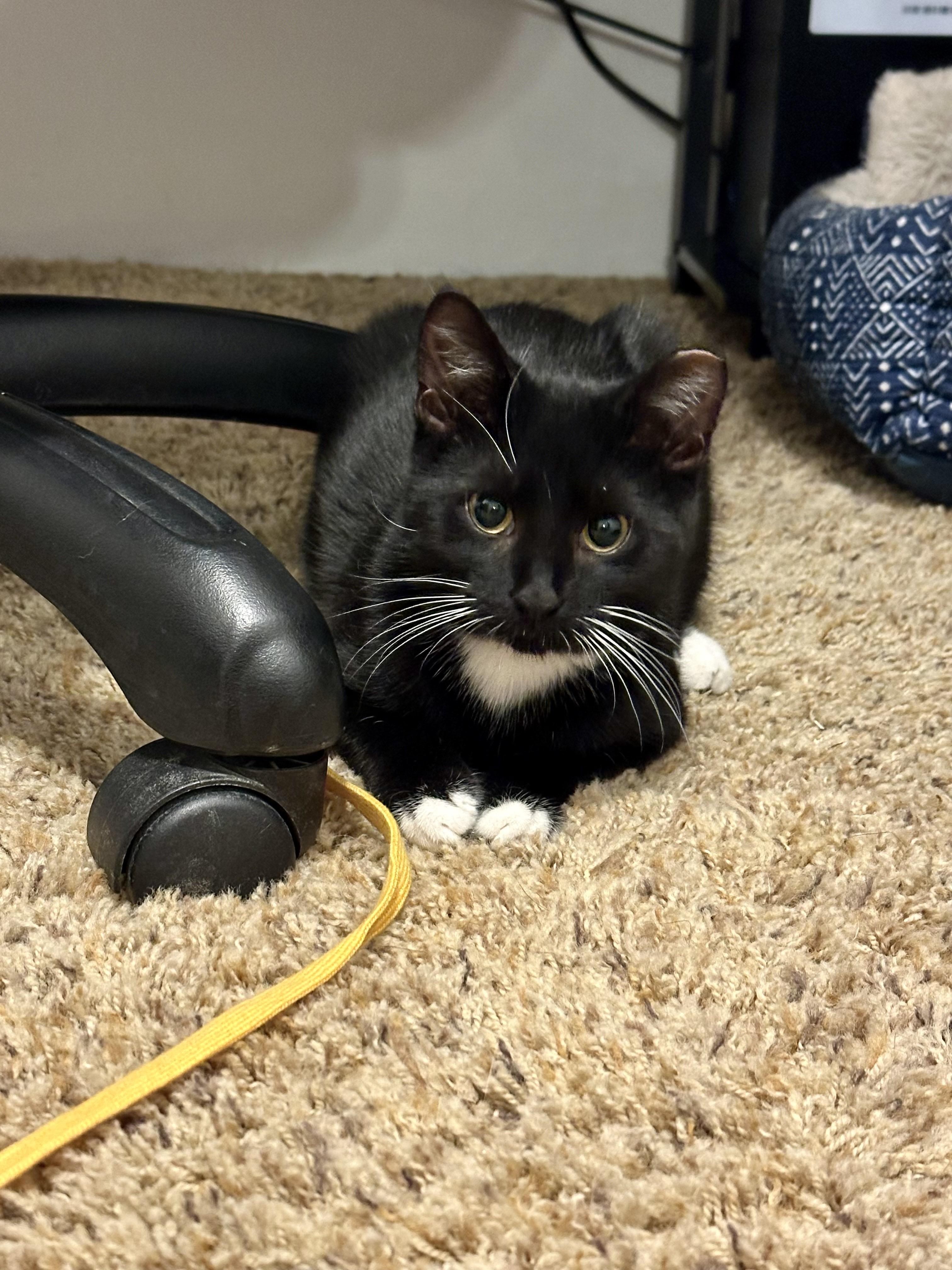 Enlarge Rain Boots, a Adoptable Domestic Short Hair in Pittsburgh, PA image 4/6
