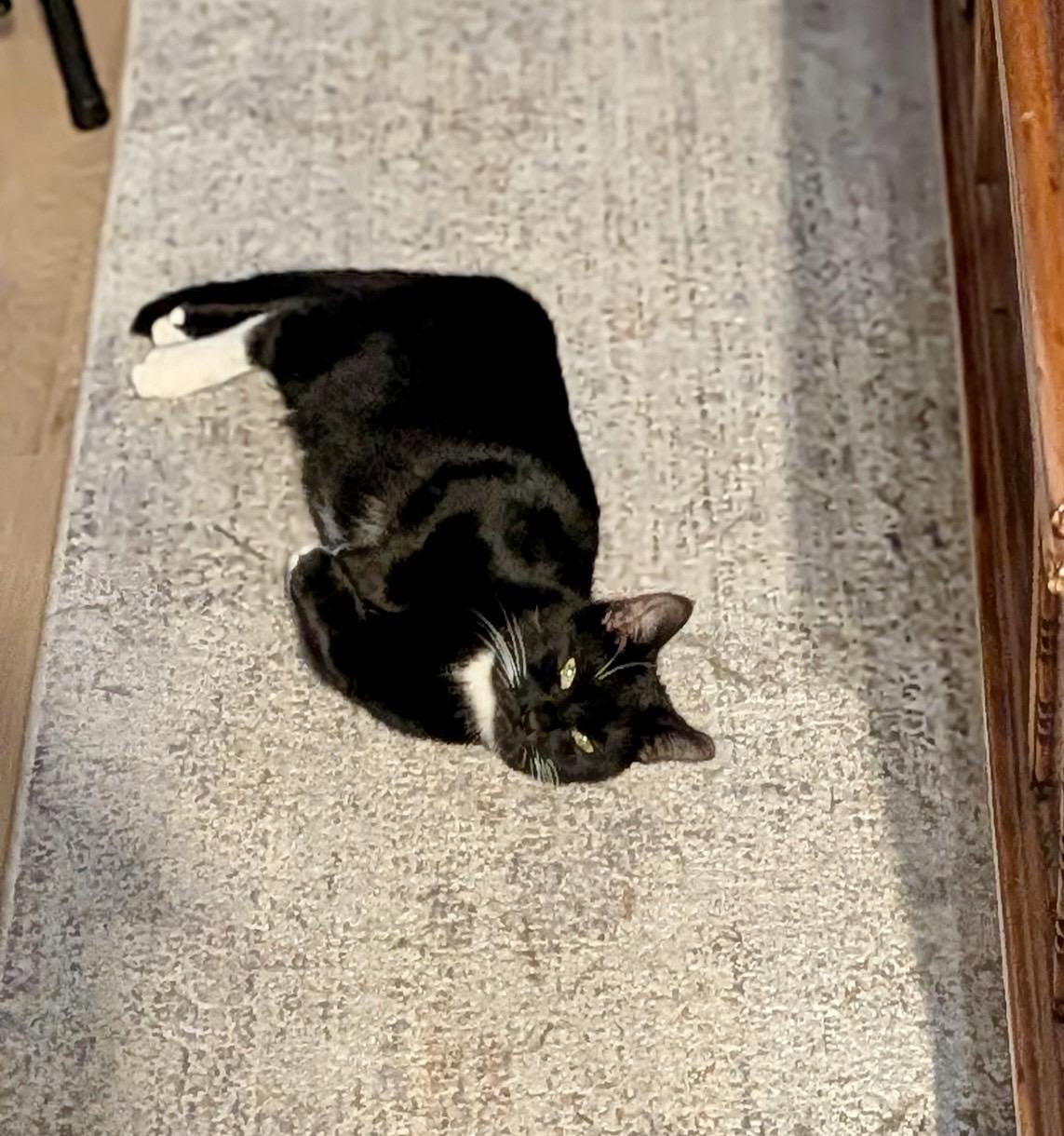 Enlarge Rain Boots, a Adoptable Domestic Short Hair in Pittsburgh, PA image 5/6