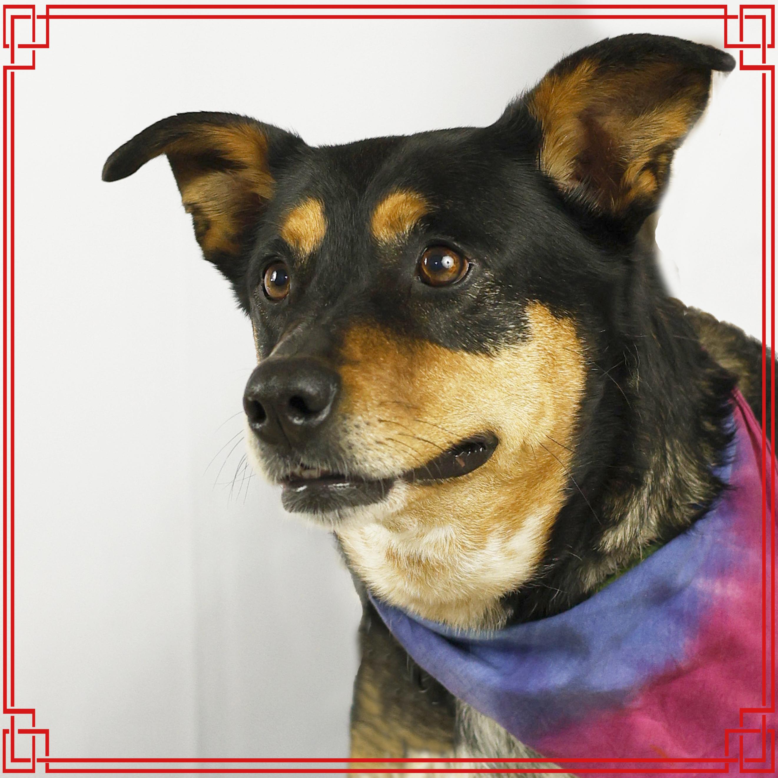 Nala, a Adoptable Cattle Dog in Eglin AFB, FL image 1/3