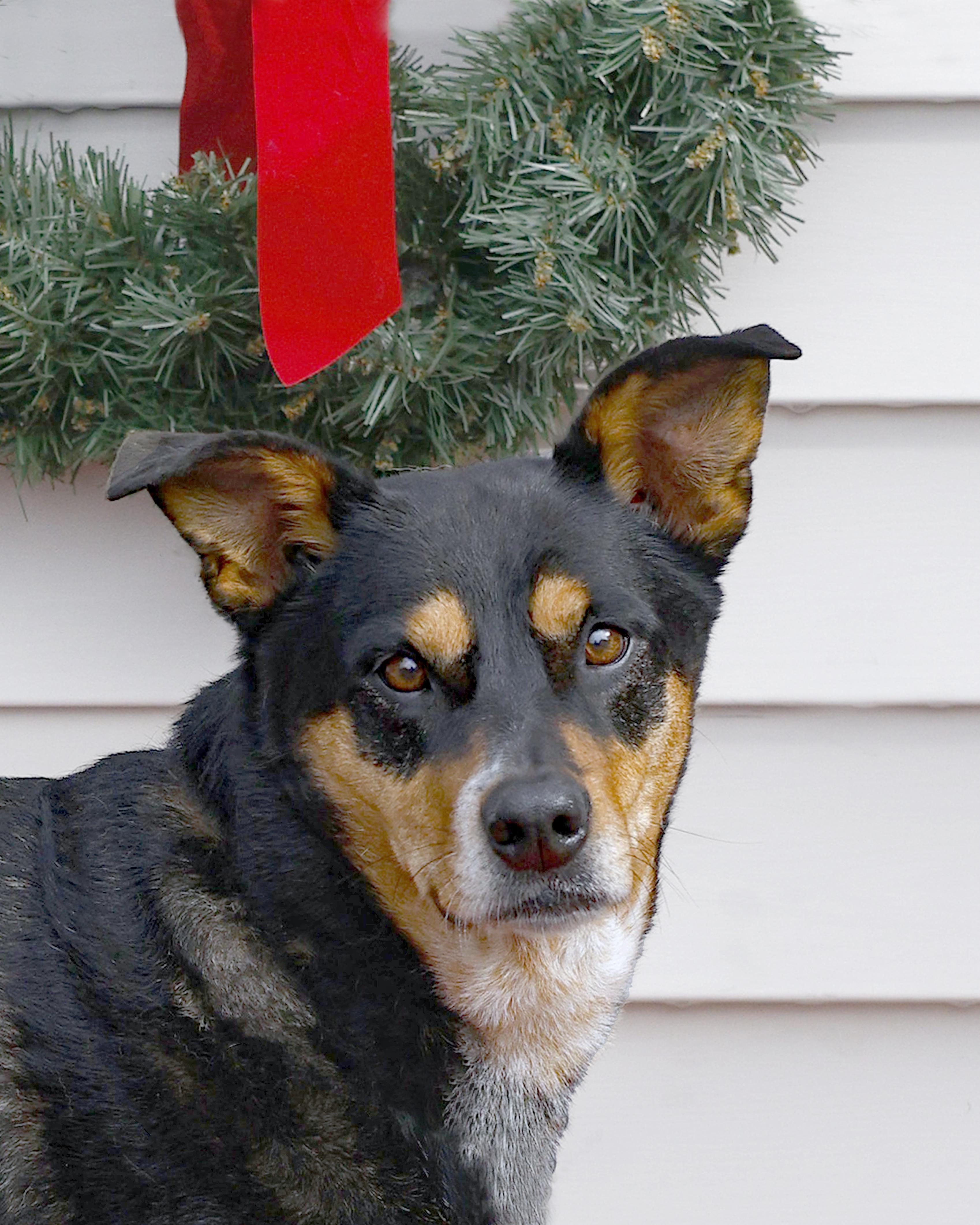 Nala, a Adoptable Cattle Dog in Eglin AFB, FL image 2/3