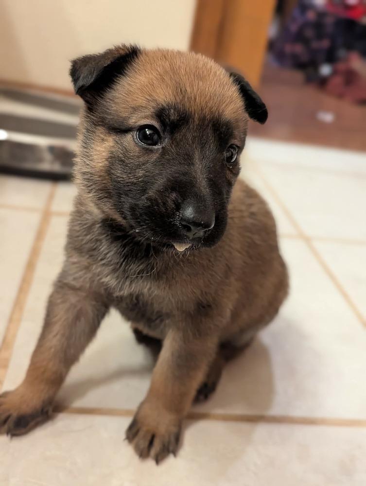 Stormy Skye Litter Yuki - Located in TX (Pink Collar)