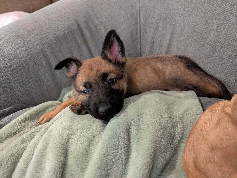Stormy Skye Litter Yuki - Located in TX (Pink Collar) — thumbnail 3