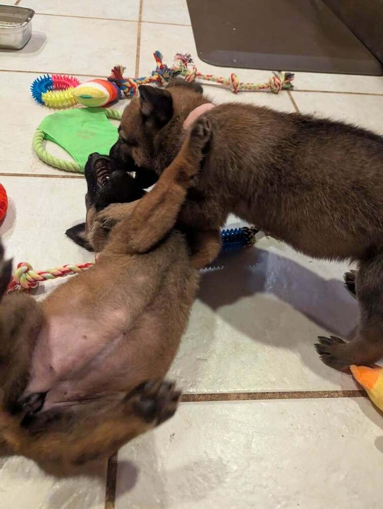 Stormy Skye Litter Yuki - Located in TX (Pink Collar) — thumbnail 4