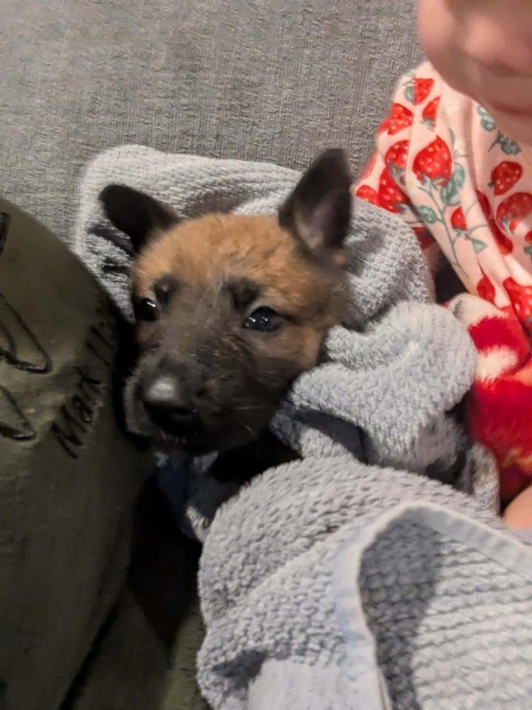 Stormy Skye Litter Yuki - Located in TX (Pink Collar) — thumbnail 5