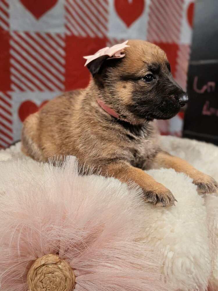 Stormy Skye Litter Yuki - Located in TX (Pink Collar) — thumbnail 6