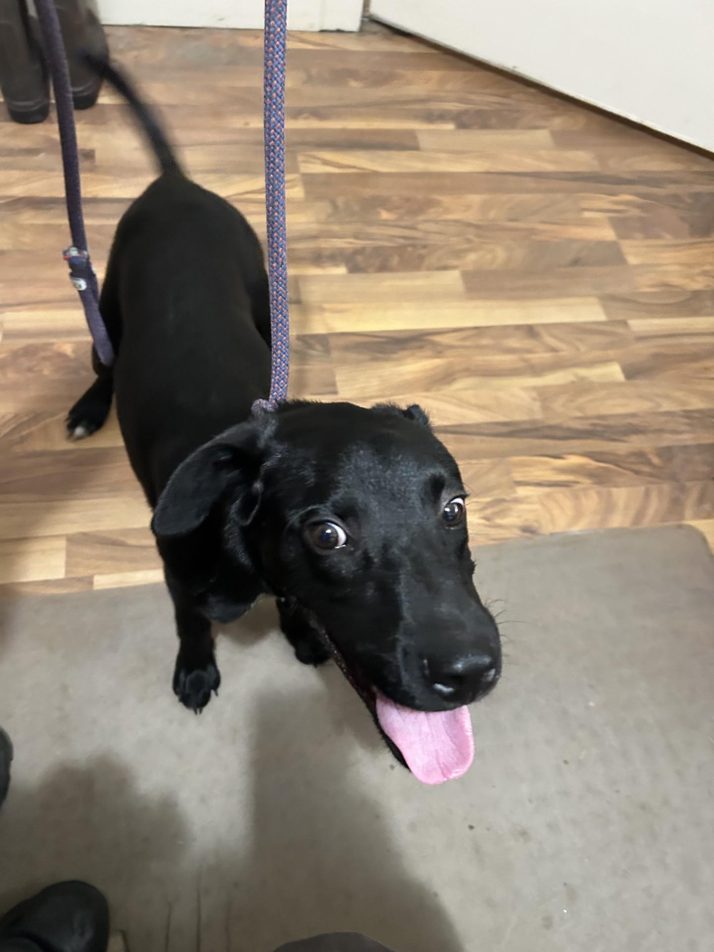 Enlarge Rocket, an adopted mixed breed in Baldwin, MI image 1/1