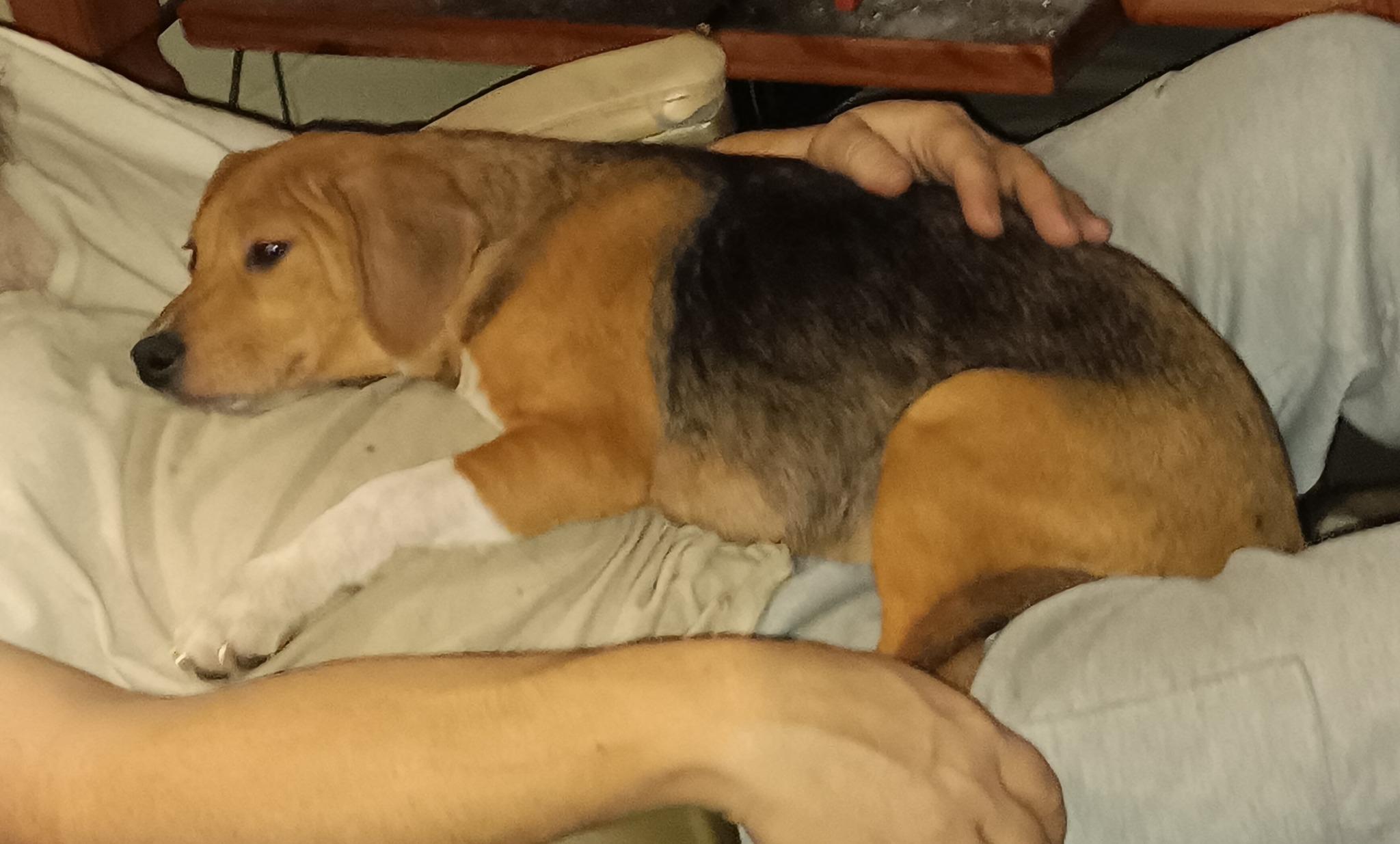 Boots, Adopted, Young Female Beagle.