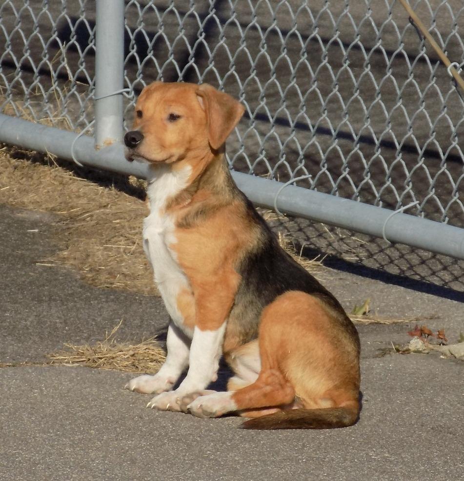 Enlarge Boots, a Adopted Beagle in Scotland Neck, NC image 2/2