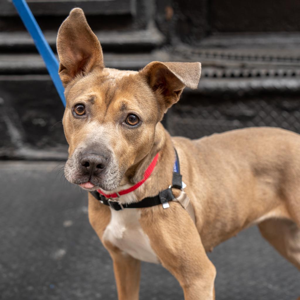 Enlarge Daria, a Adoptable mixed breed in New York, NY image 1/4