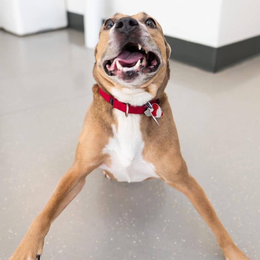 Enlarge Daria, a Adoptable mixed breed in New York, NY image 2/6