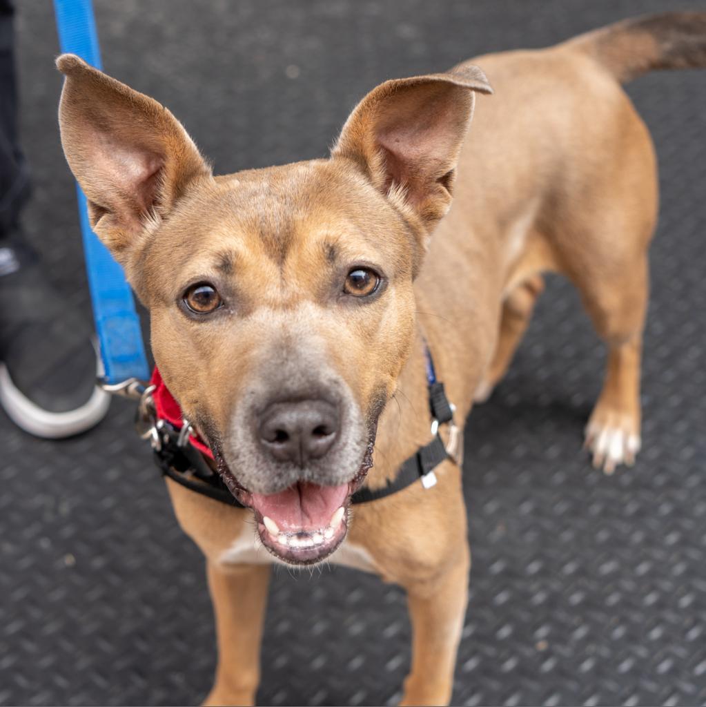Enlarge Daria, a Adoptable mixed breed in New York, NY image 3/4