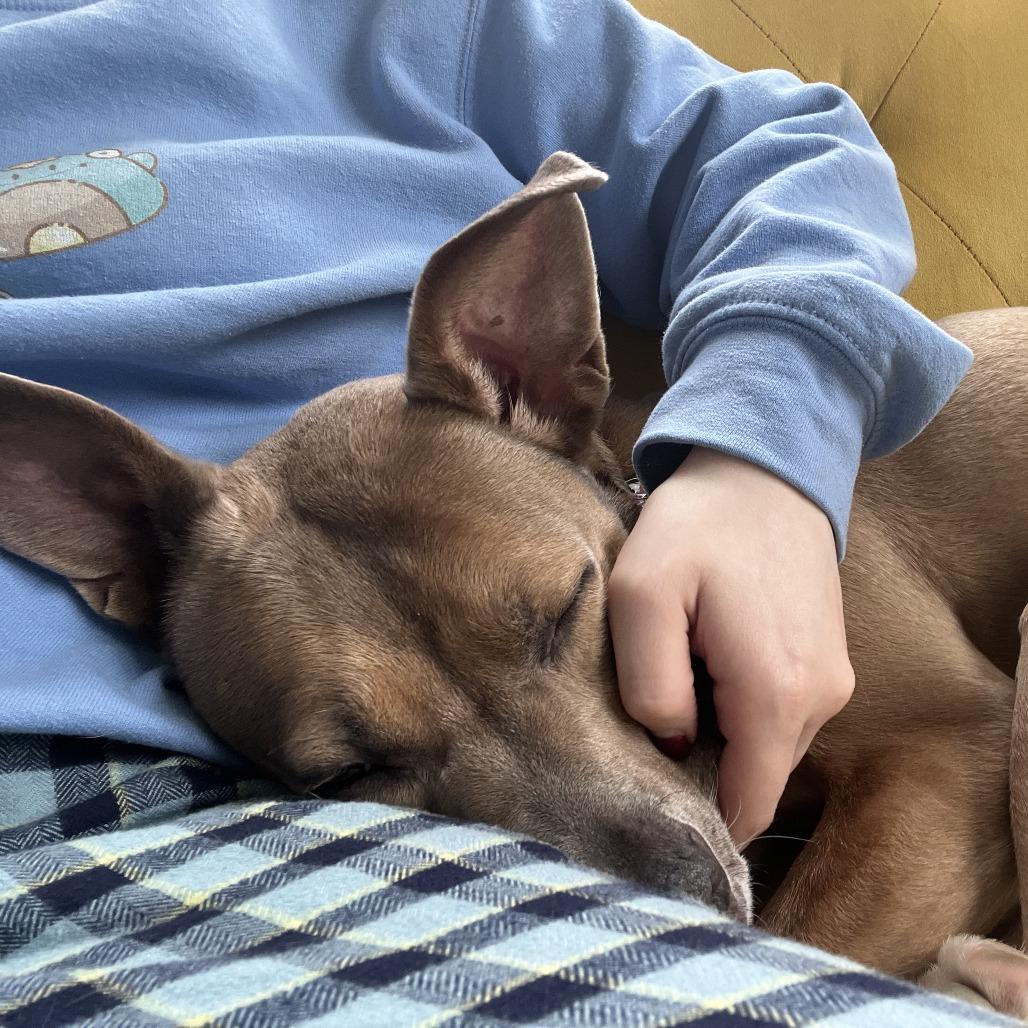 Enlarge Daria, a Adoptable mixed breed in New York, NY image 2/6